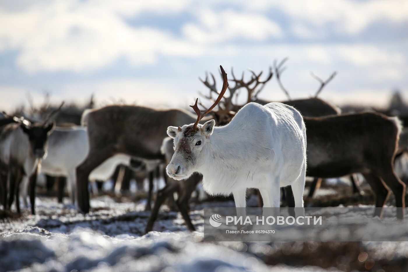 Олени в Мурманской области