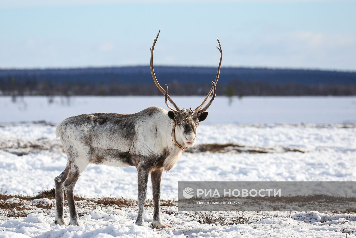 Олени в Мурманской области