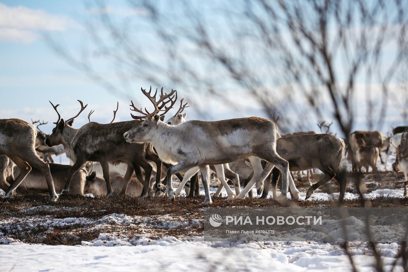Олени в Мурманской области