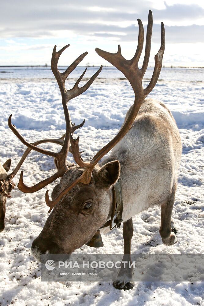 Олени в Мурманской области