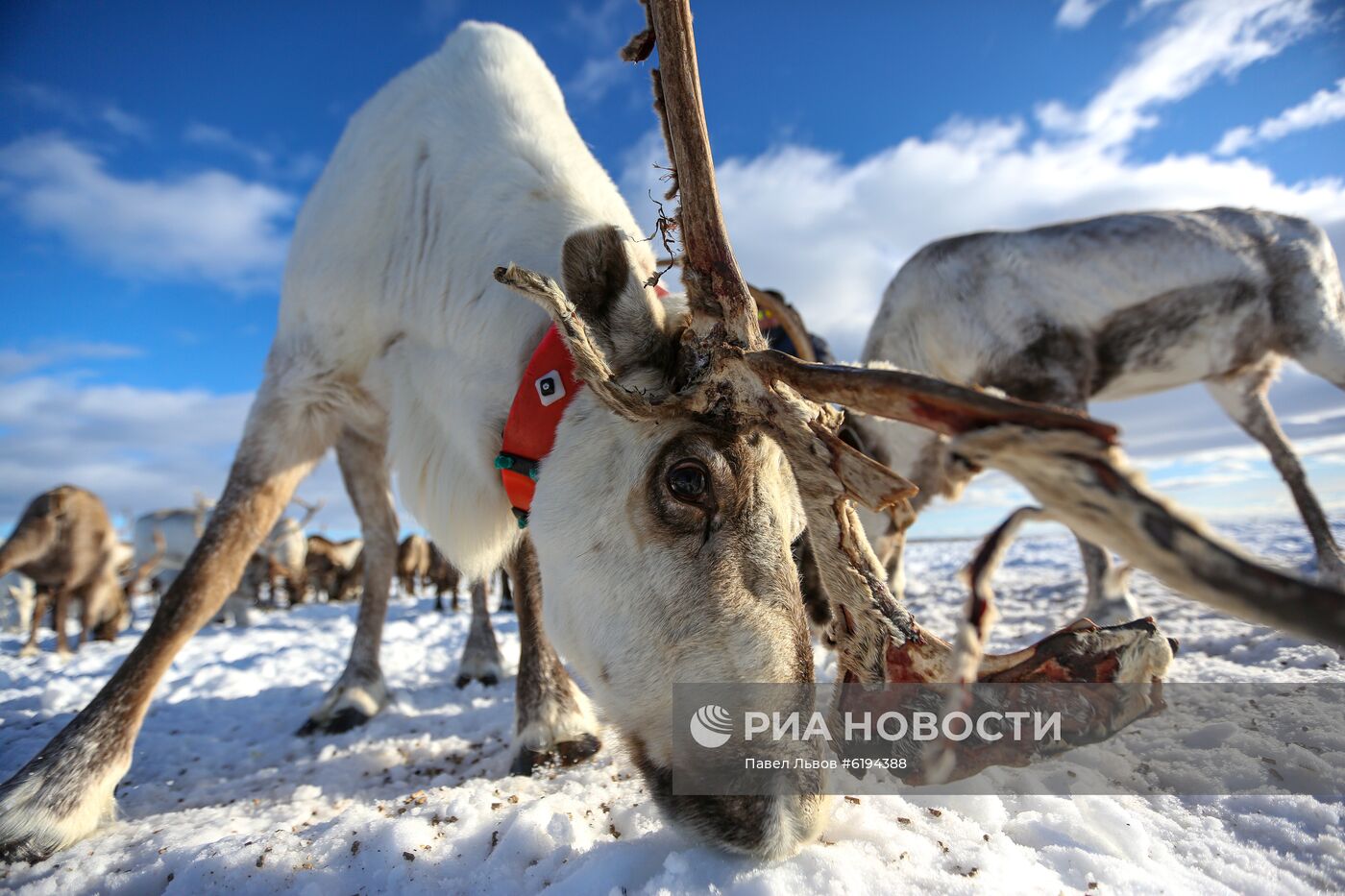 Олени в Мурманской области