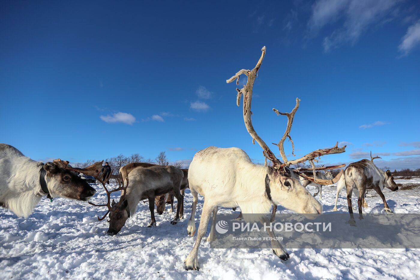 Олени в Мурманской области