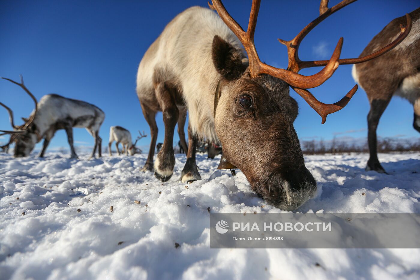 Олени в Мурманской области