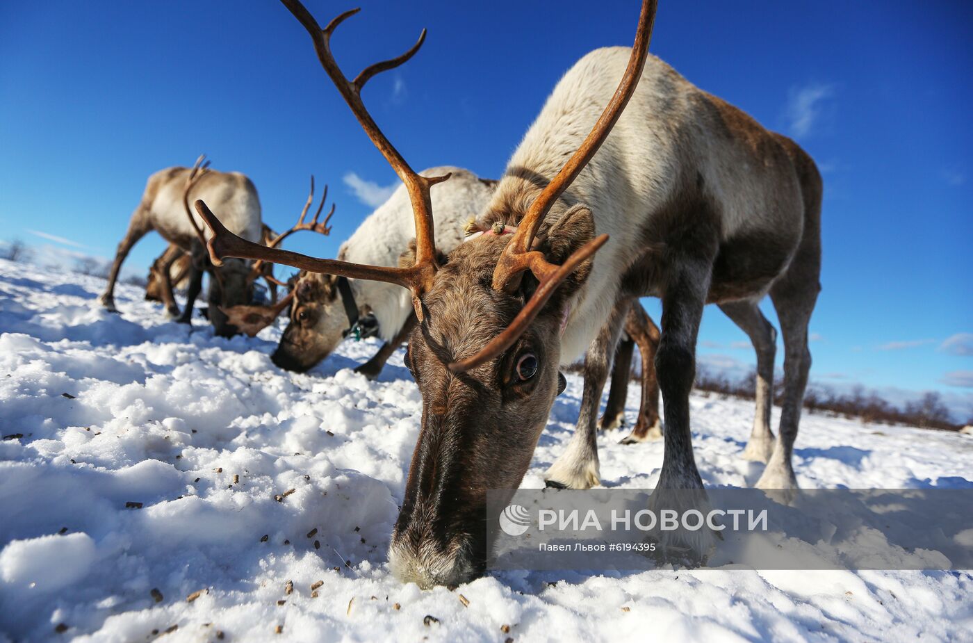 Олени в Мурманской области