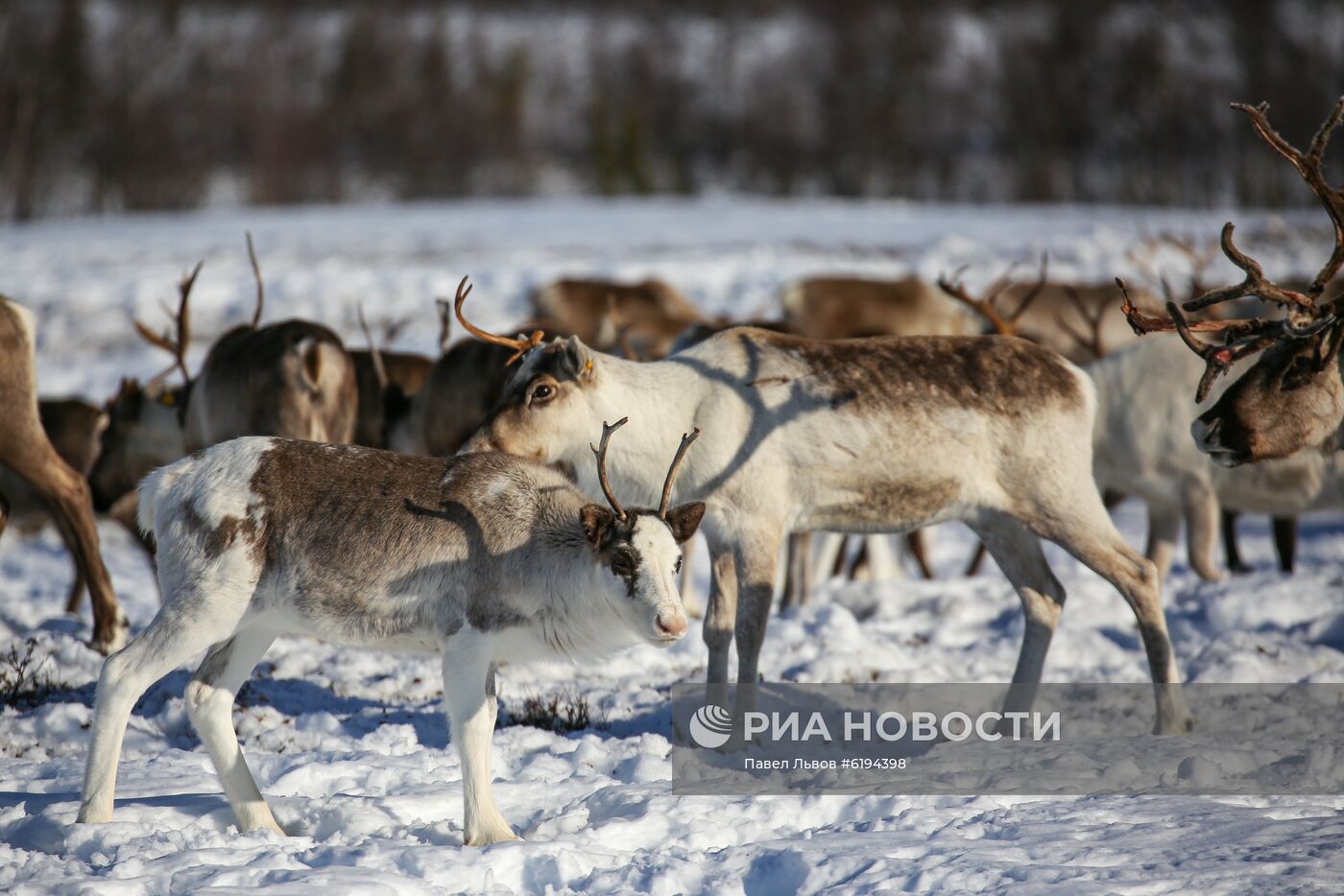 Олени в Мурманской области