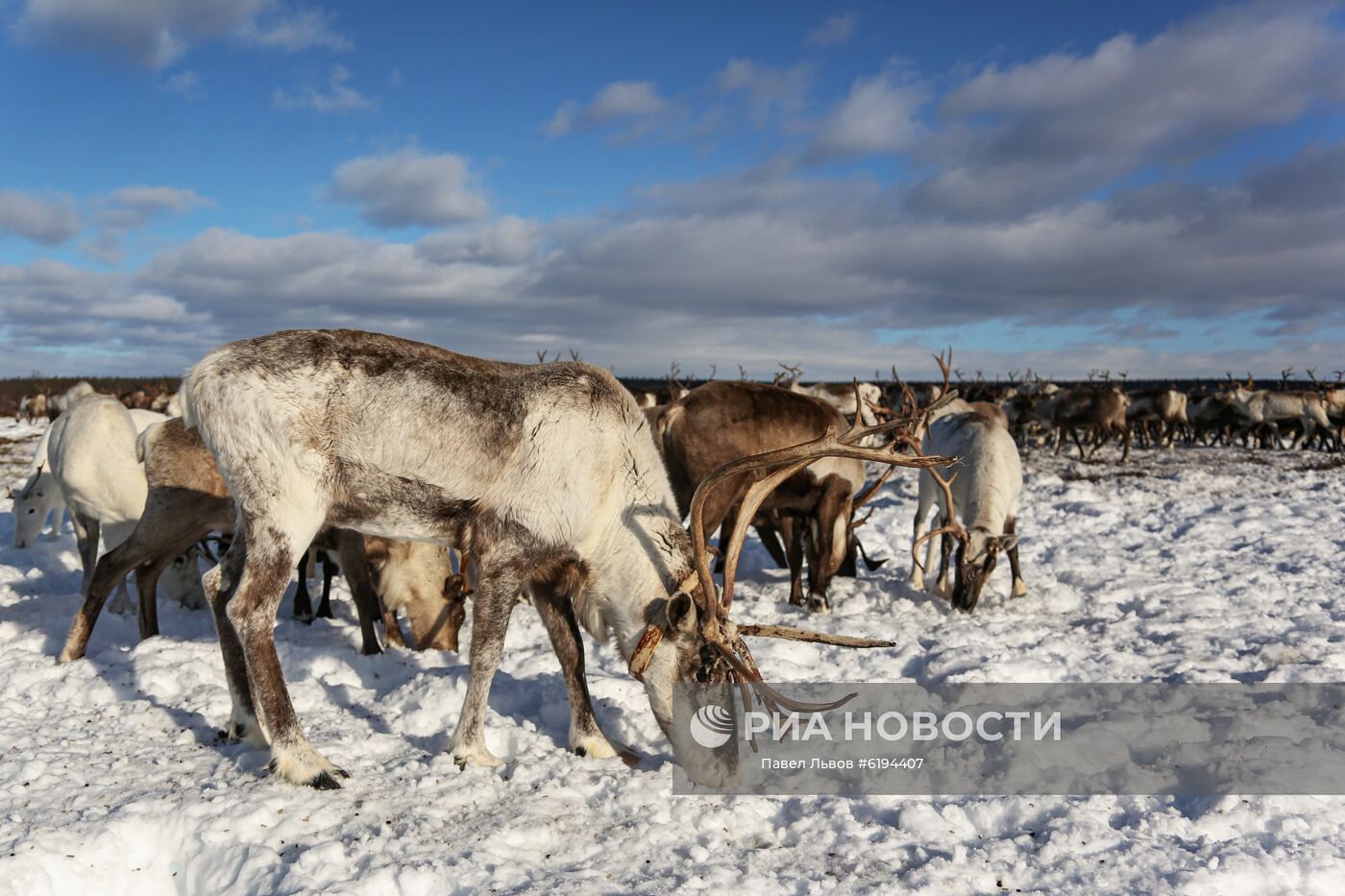 Олени в Мурманской области