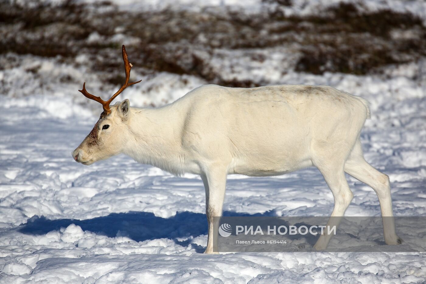 Олени в Мурманской области