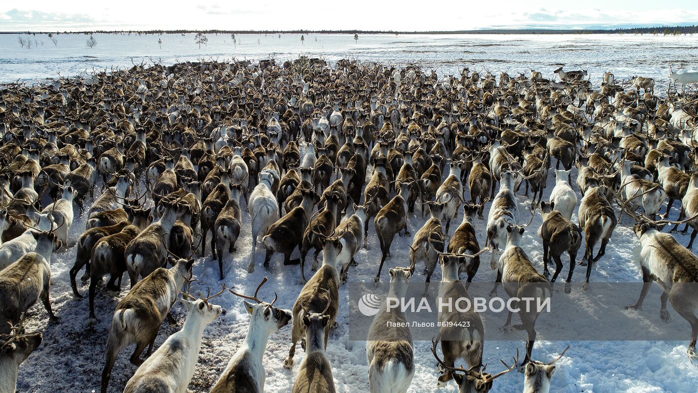 Олени в Мурманской области