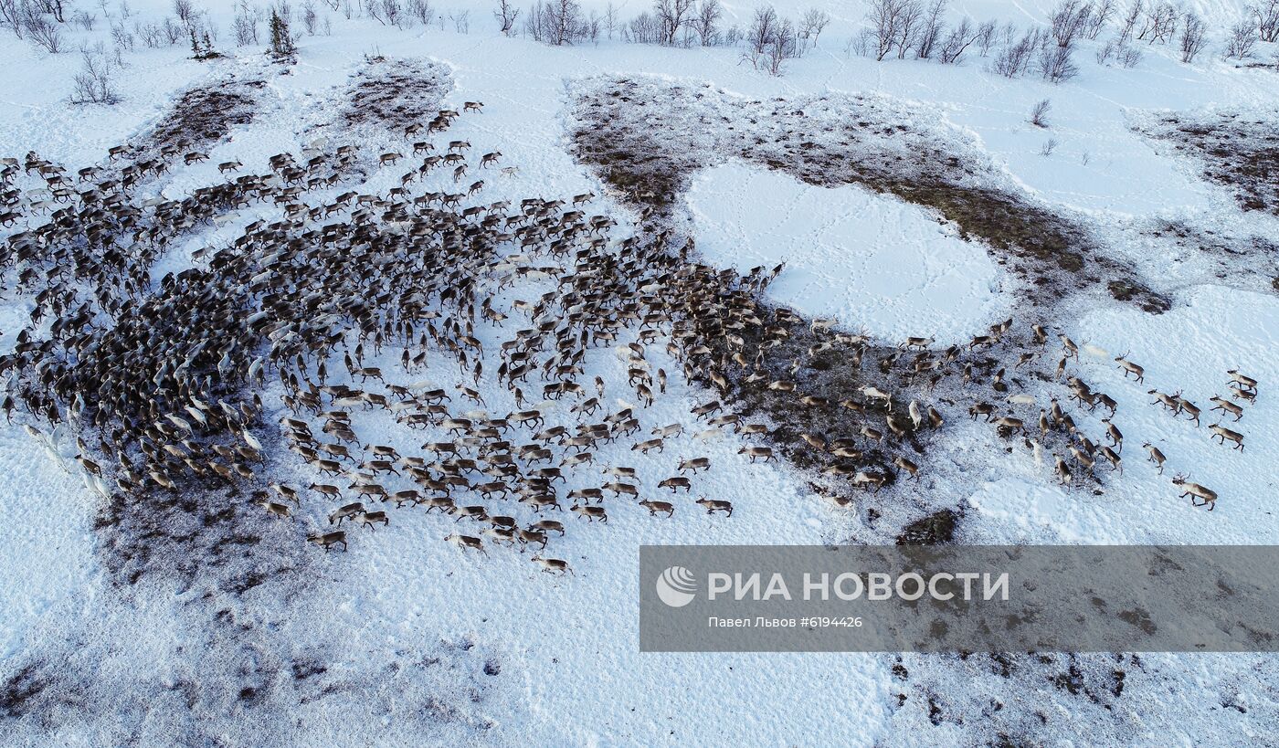 Олени в Мурманской области