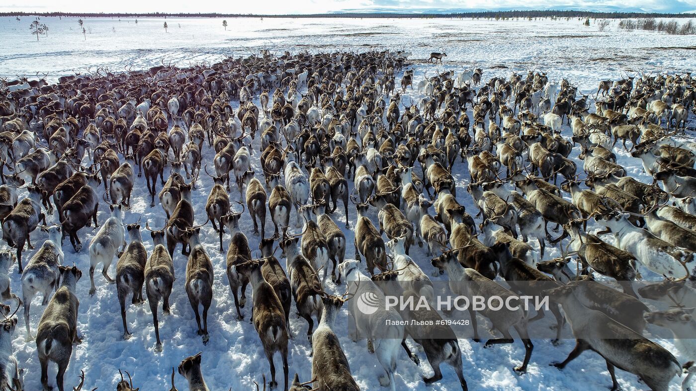 Олени в Мурманской области