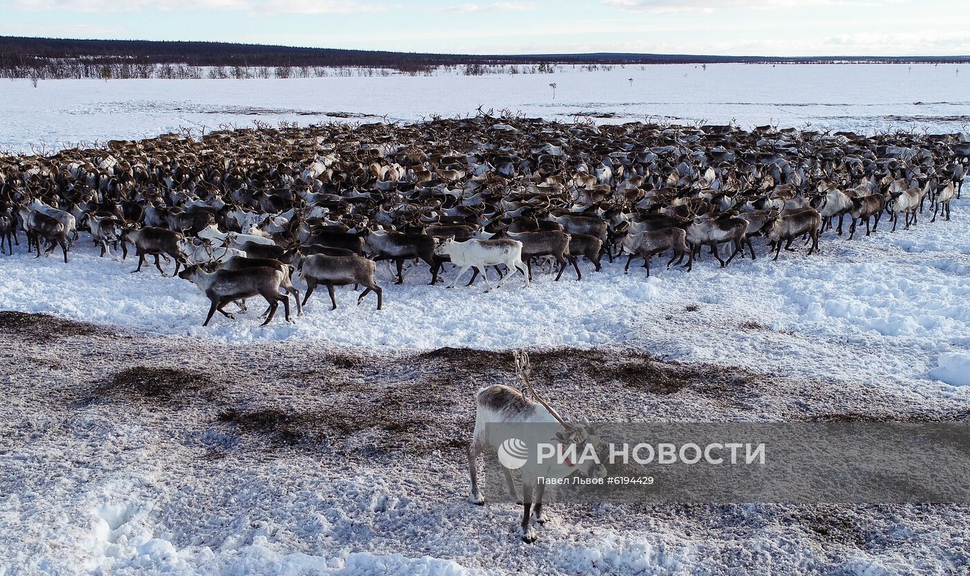Олени в Мурманской области