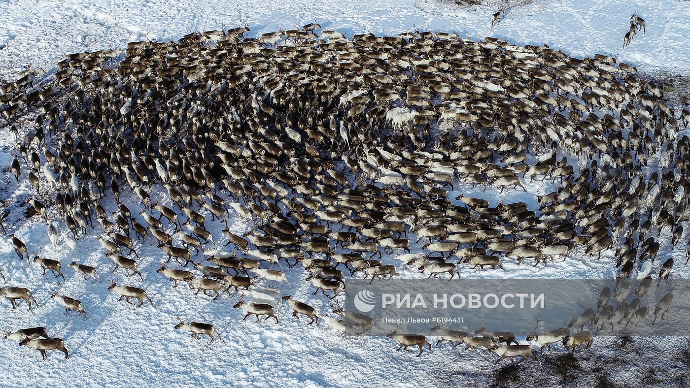 Олени в Мурманской области