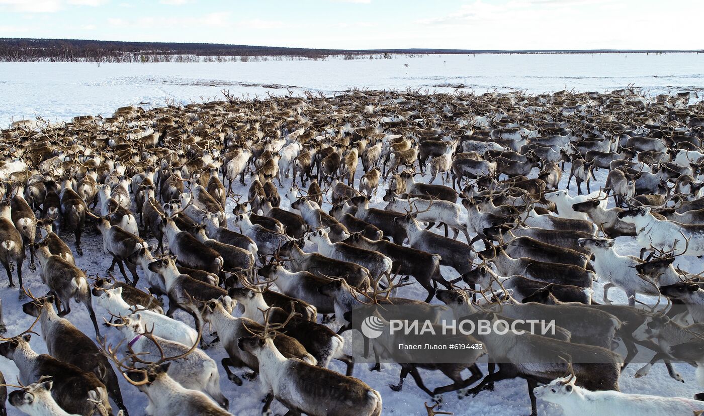 Олени в Мурманской области