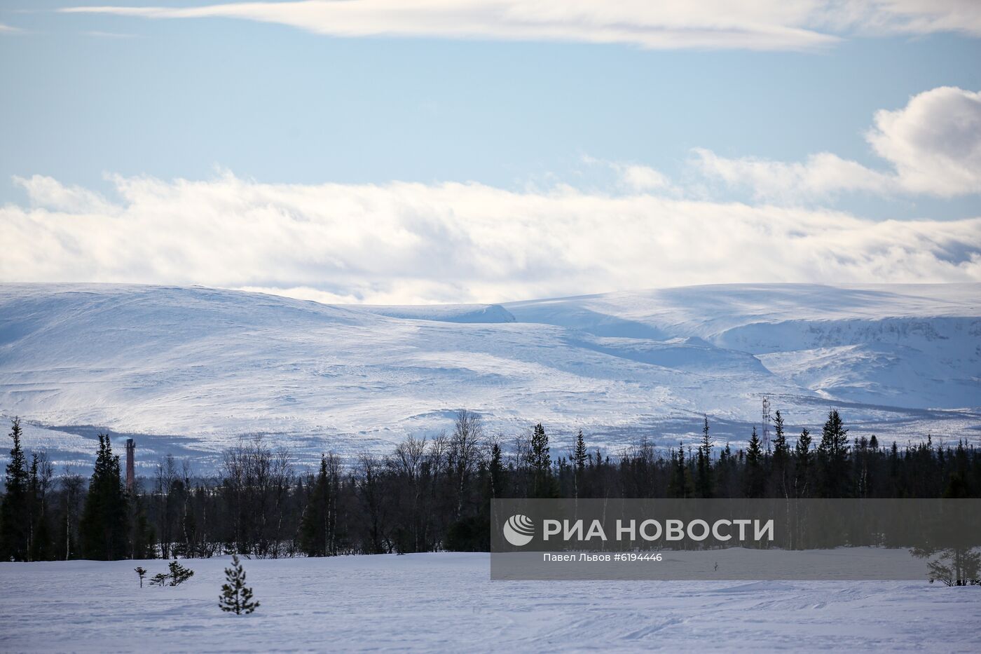 Олени в Мурманской области