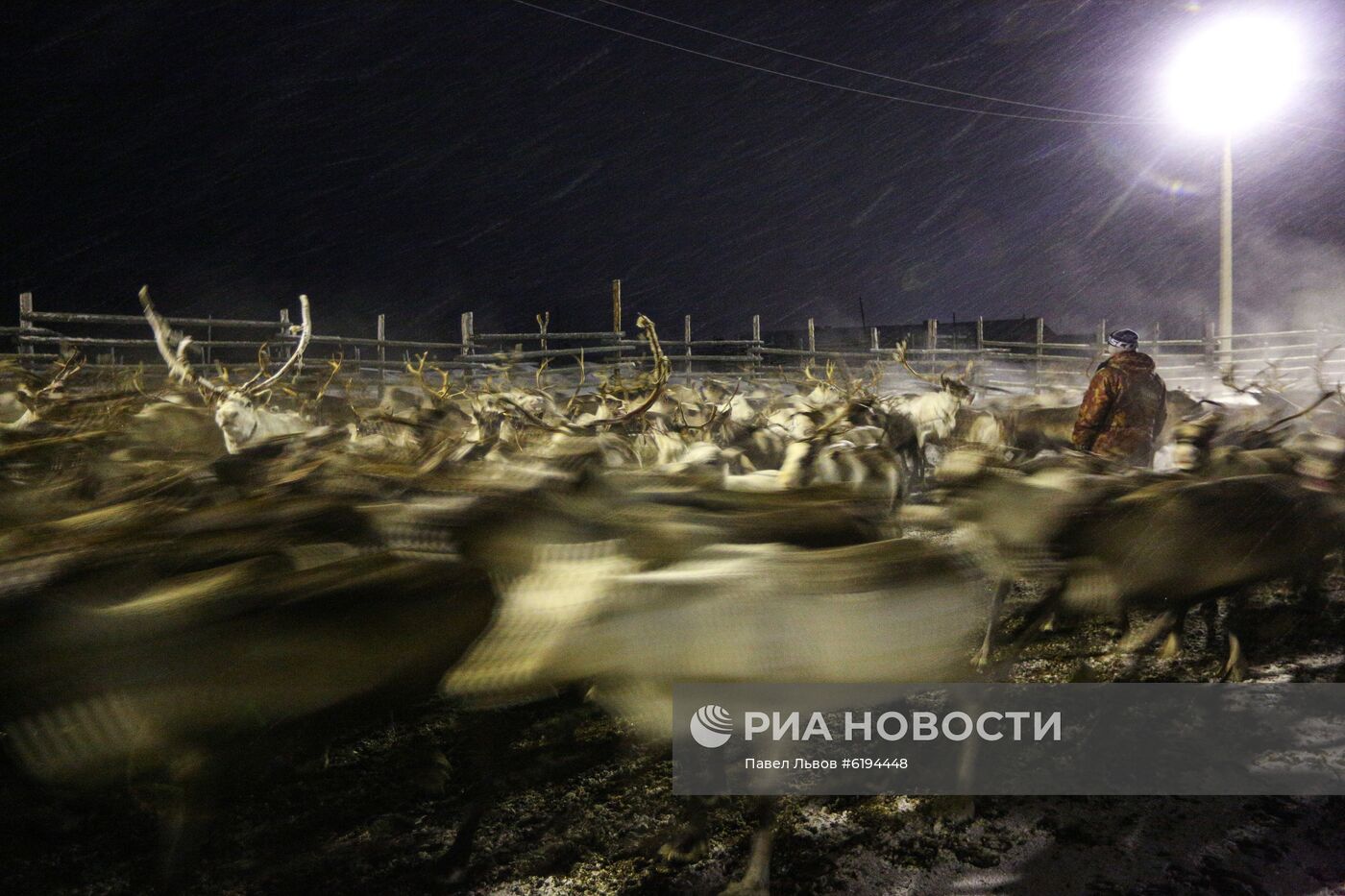 Олени в Мурманской области