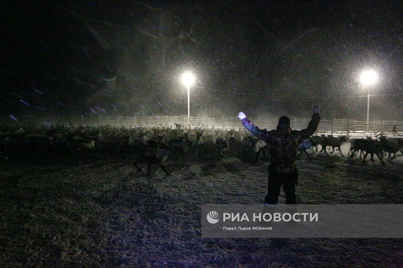 Олени в Мурманской области