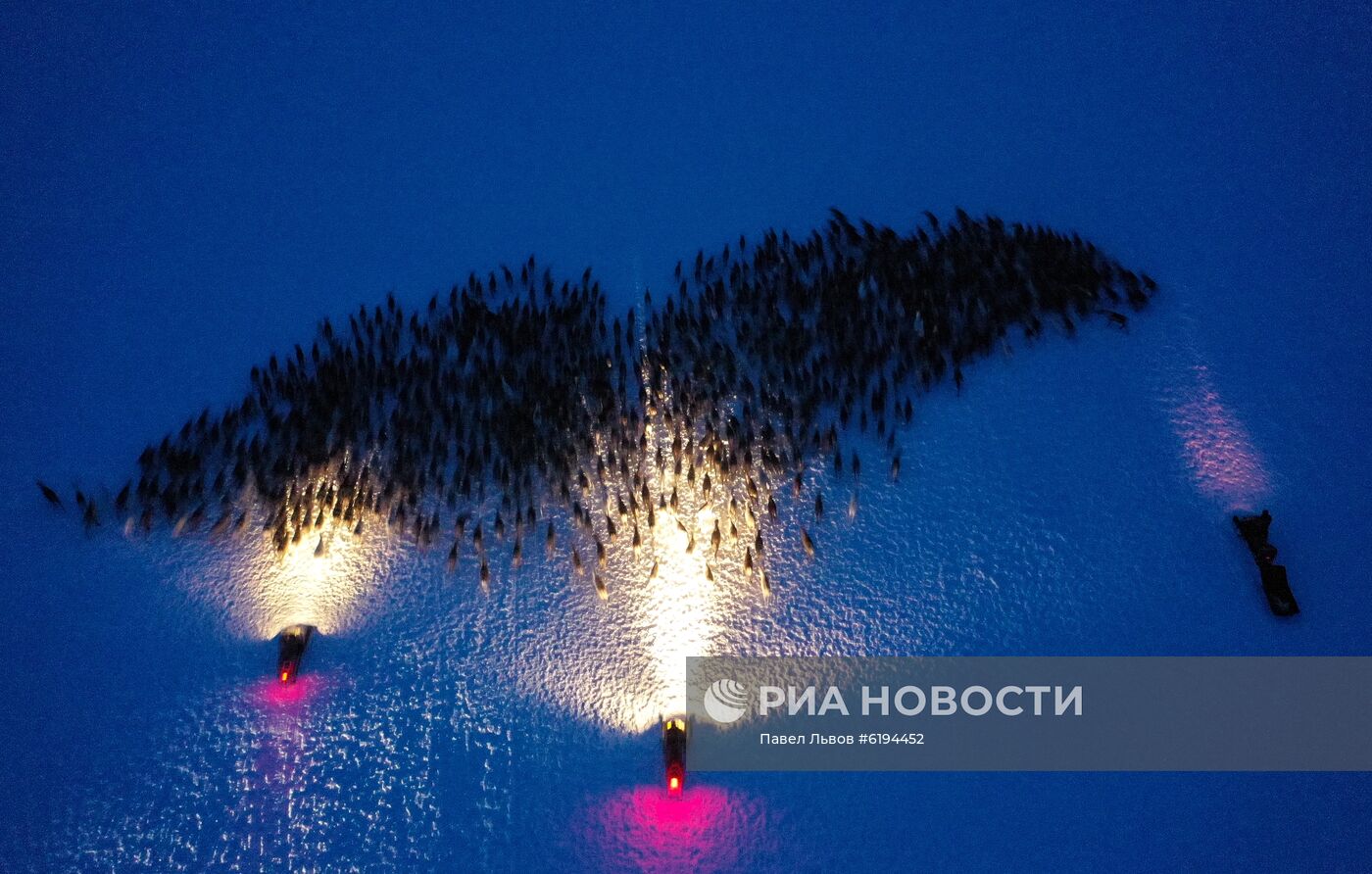 Олени в Мурманской области