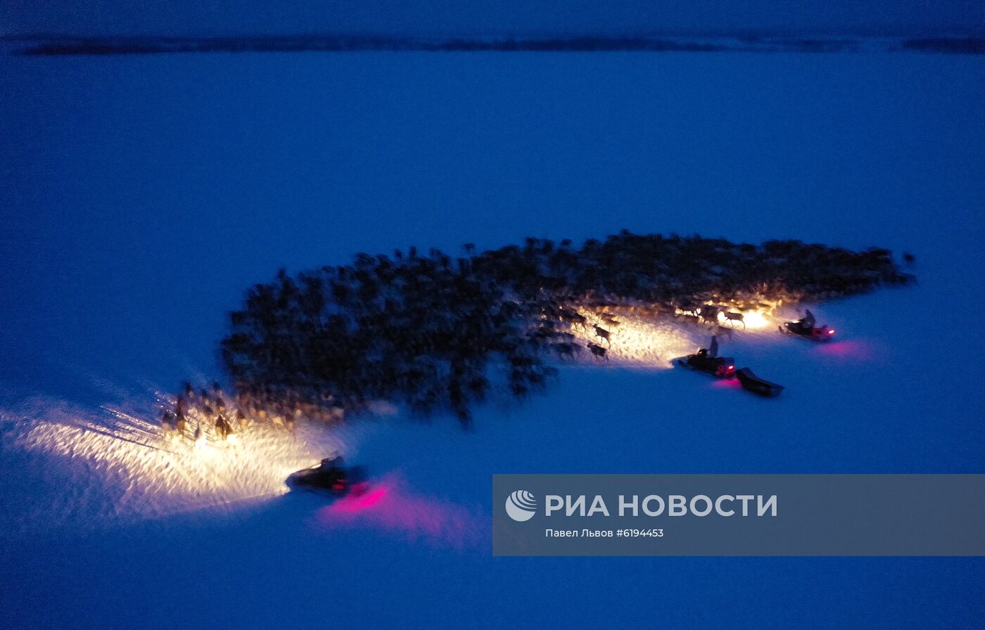 Олени в Мурманской области