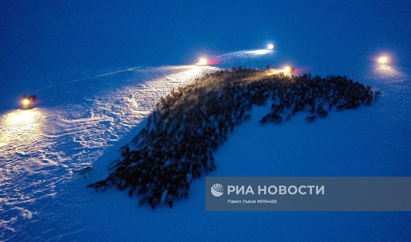 Олени в Мурманской области