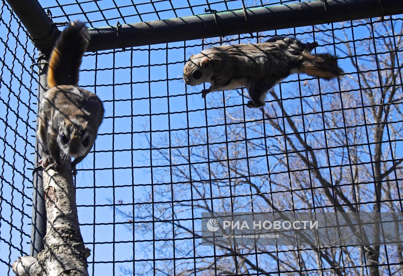 Белки-летяги в Приморском сафари-парке