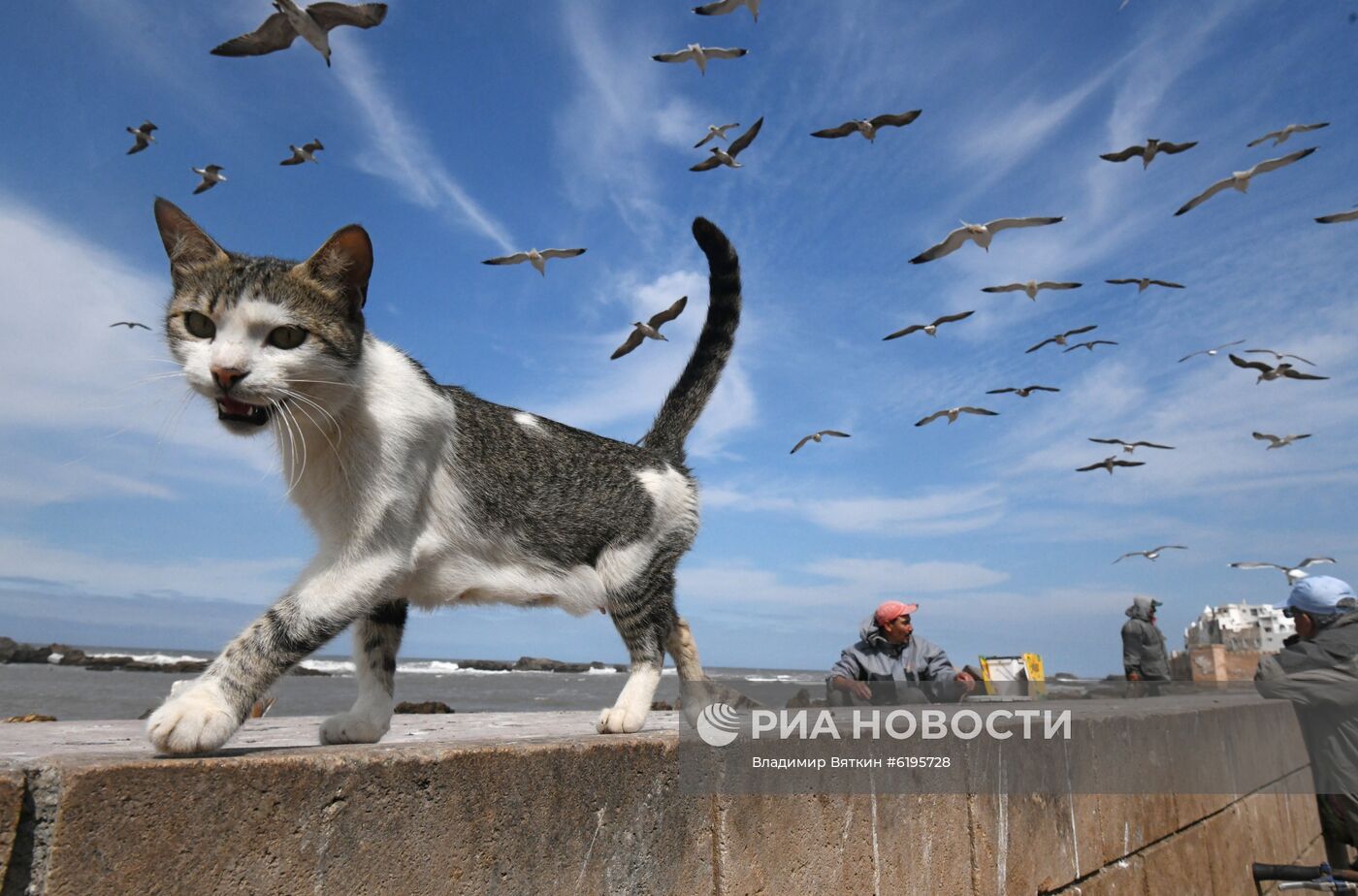 Страны мира. Марокко