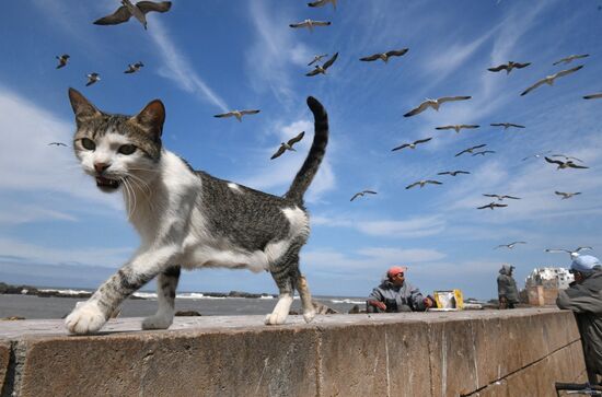 Страны мира. Марокко