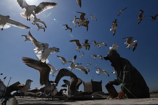 Страны мира. Марокко