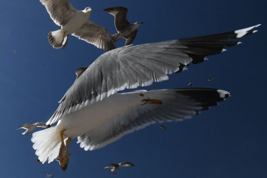 Страны мира. Марокко