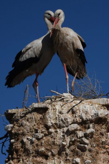 Страны мира. Марокко
