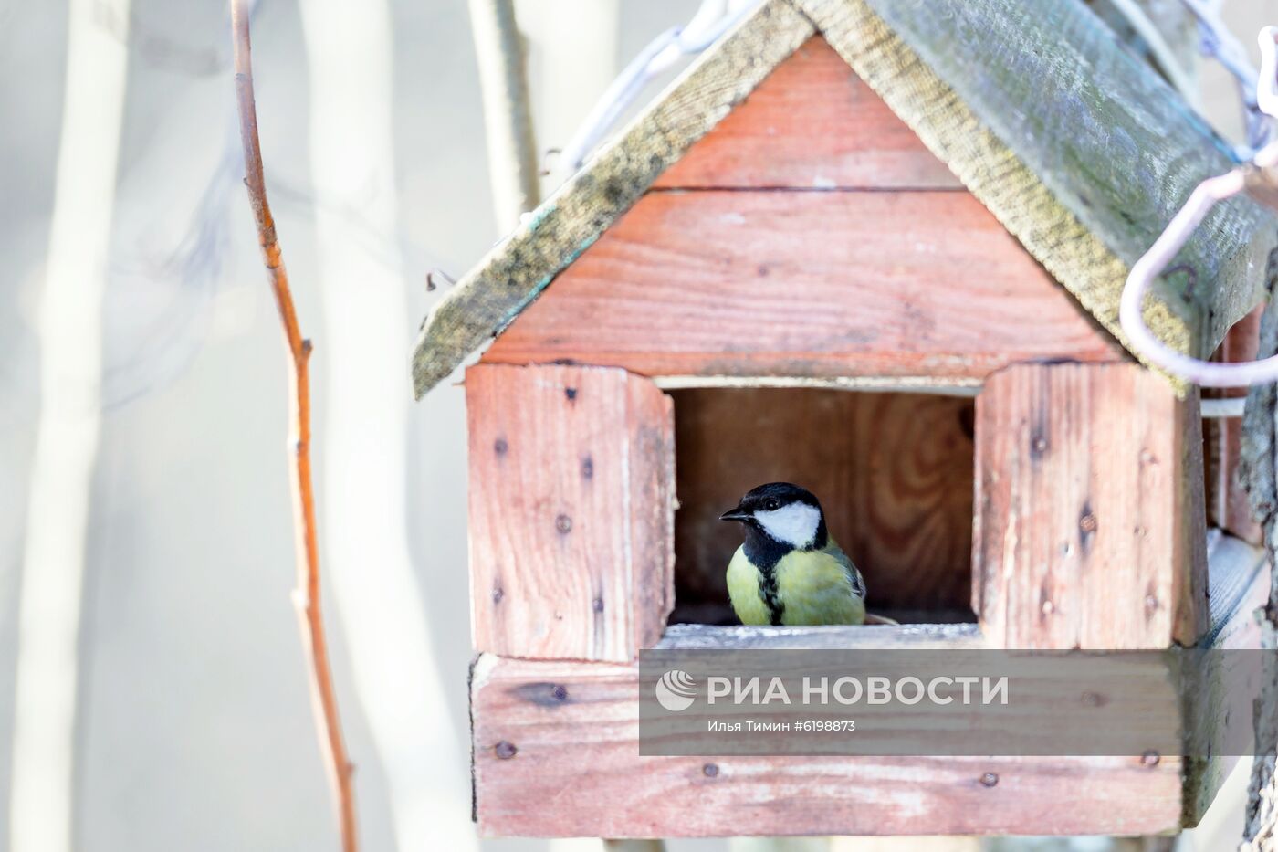 Птицы городских лесов и парков Карелии