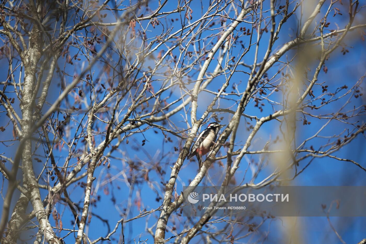 Птицы городских лесов и парков Карелии