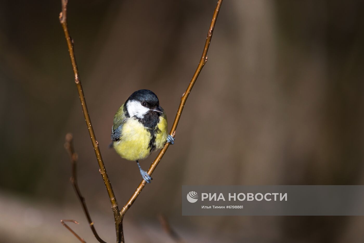 Птицы городских лесов и парков Карелии