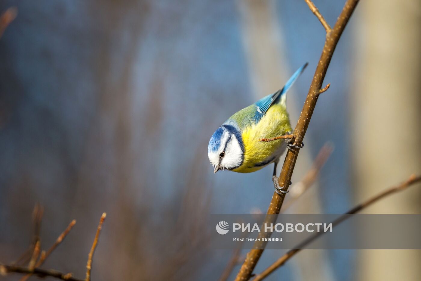Птицы городских лесов и парков Карелии