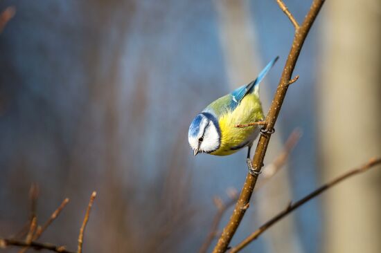 Птицы городских лесов и парков Карелии