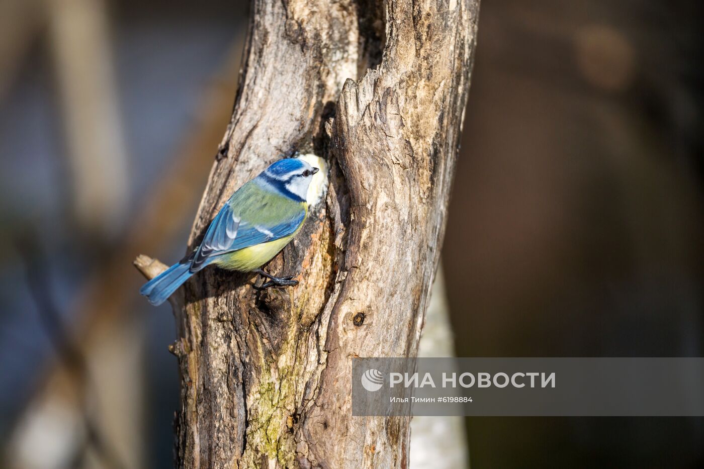 Птицы городских лесов и парков Карелии