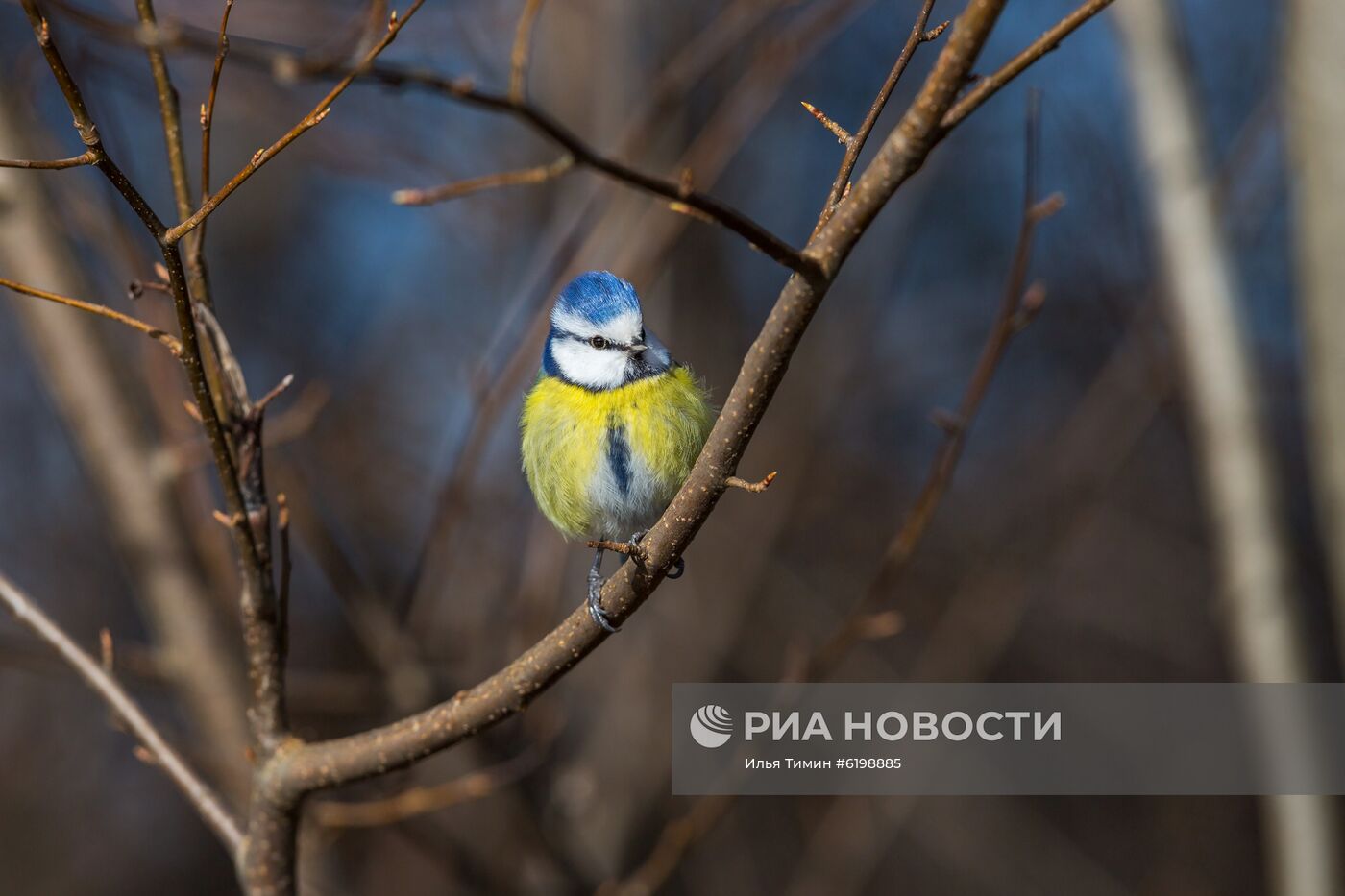 Птицы городских лесов и парков Карелии