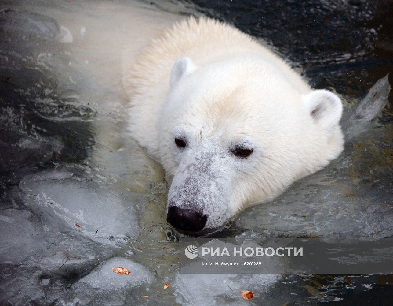 Медведи в зоопарке "Роев ручей"