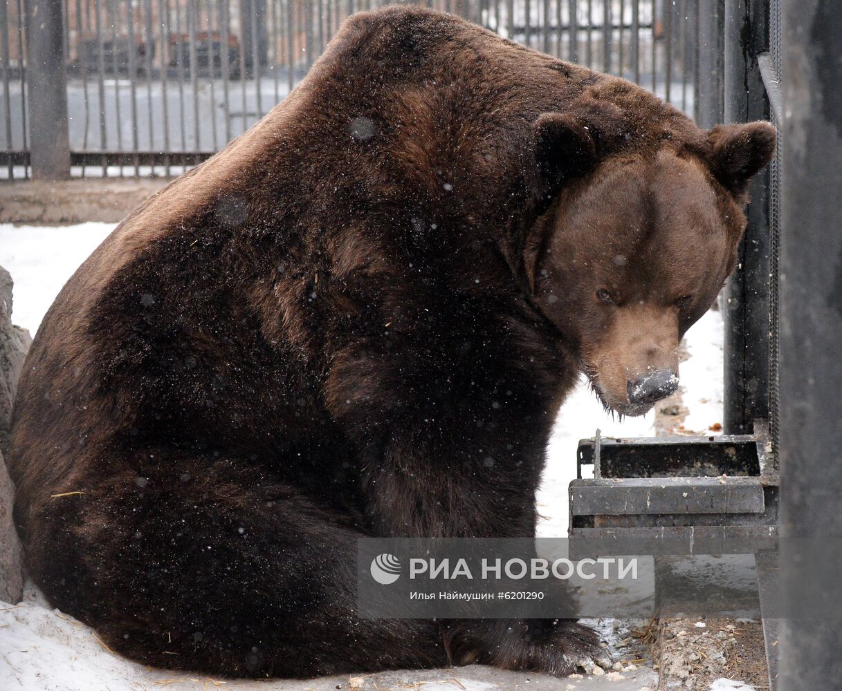 Медведи в зоопарке "Роев ручей"