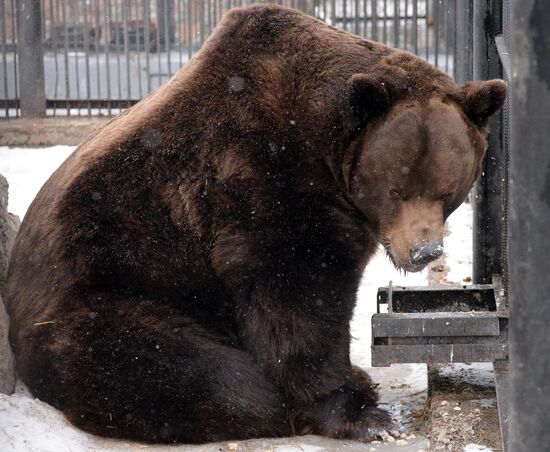 Медведи в зоопарке "Роев ручей"