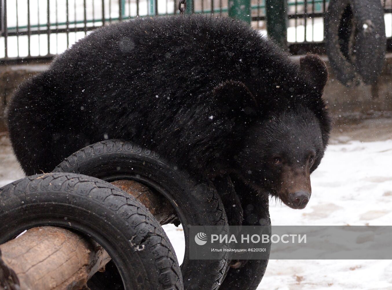 Медведи в зоопарке "Роев ручей"