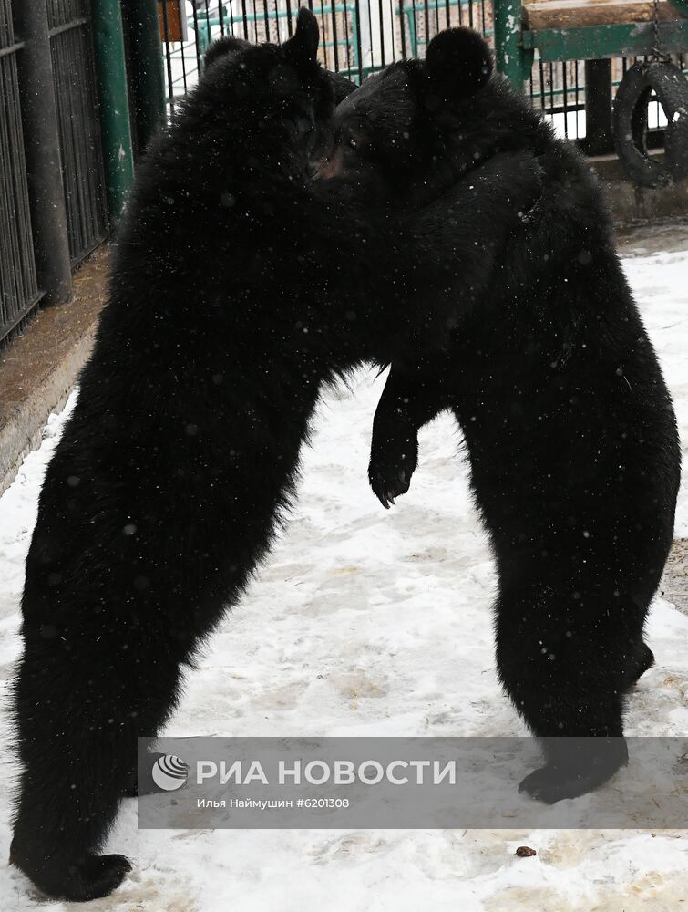 Медведи в зоопарке "Роев ручей"