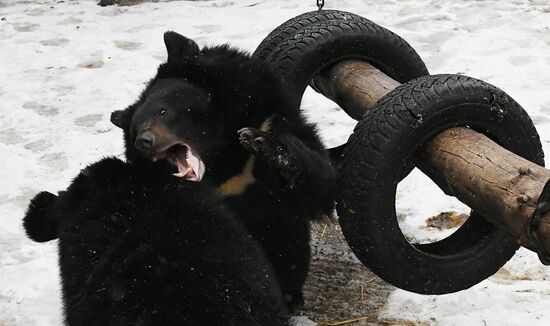 Медведи в зоопарке "Роев ручей"