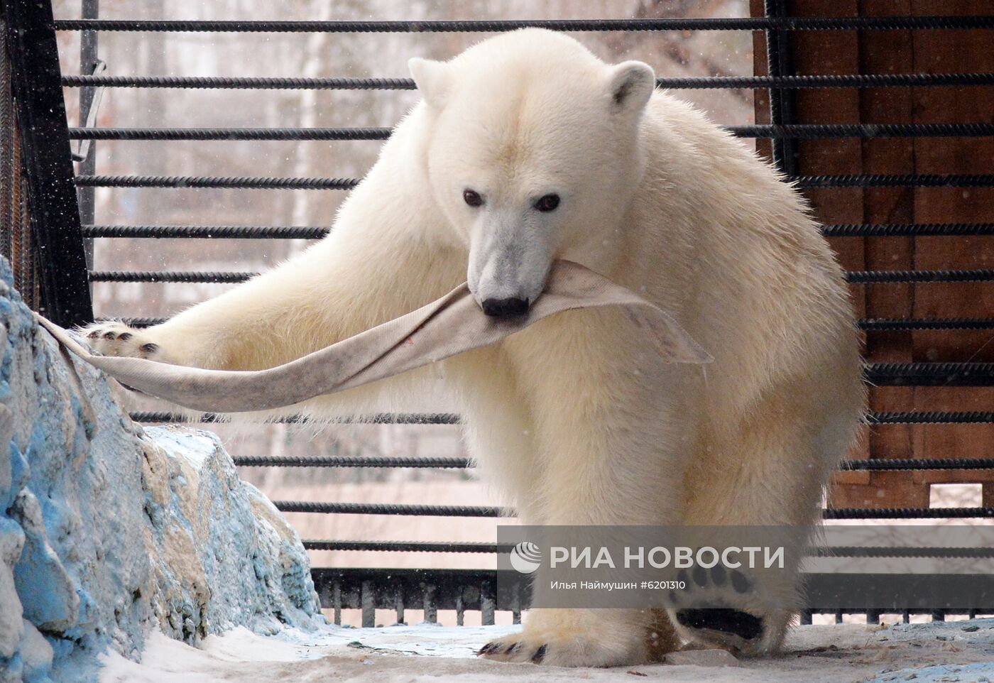 Медведи в зоопарке "Роев ручей"