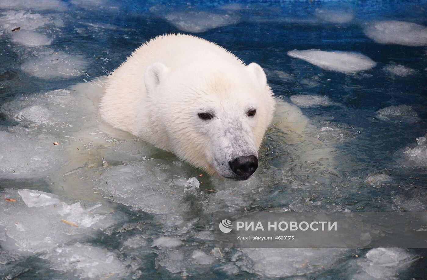 Медведи в зоопарке "Роев ручей"