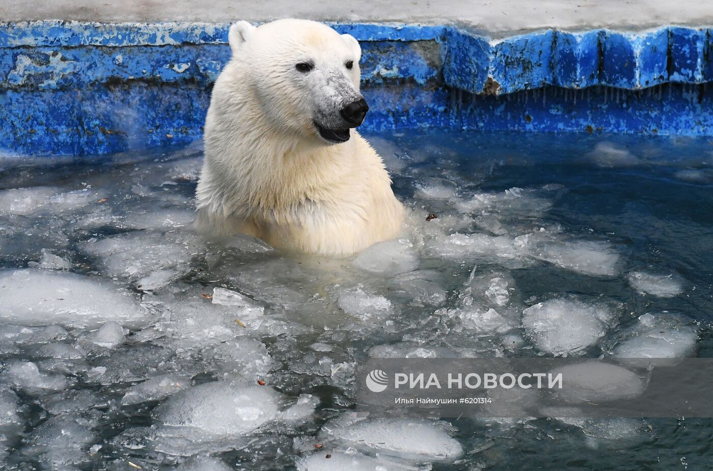 Медведи в зоопарке "Роев ручей"