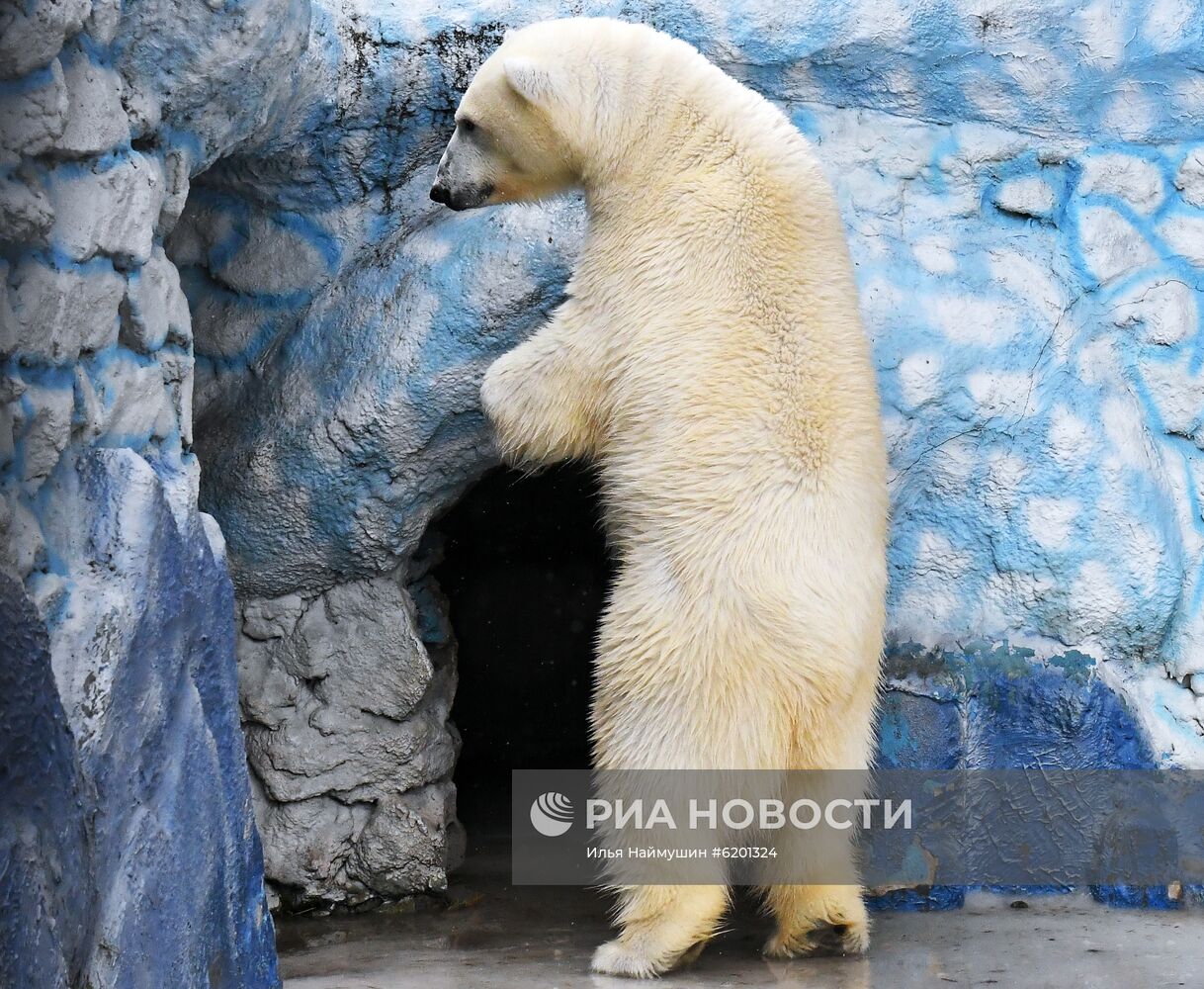 Медведи в зоопарке "Роев ручей"