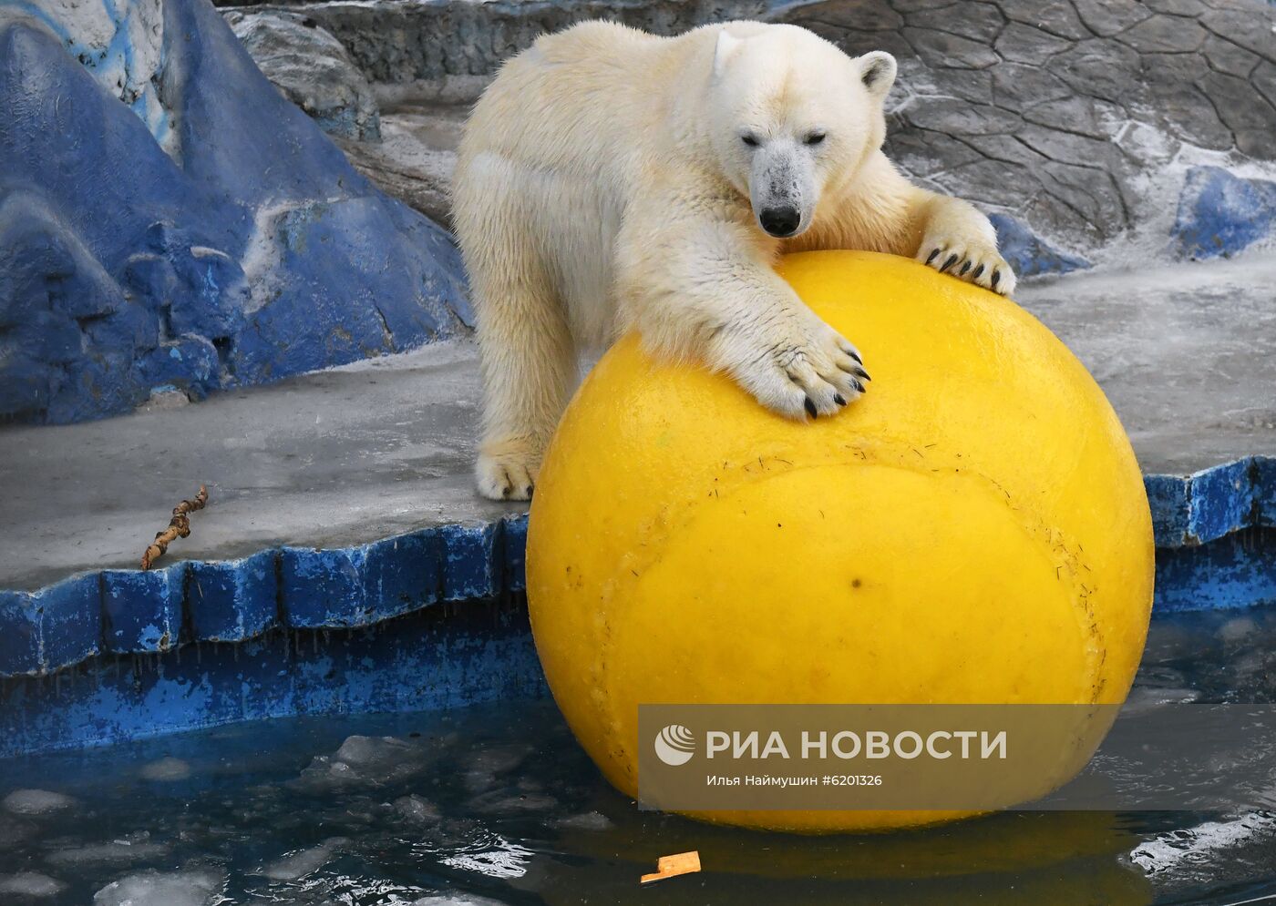 Медведи в зоопарке "Роев ручей"