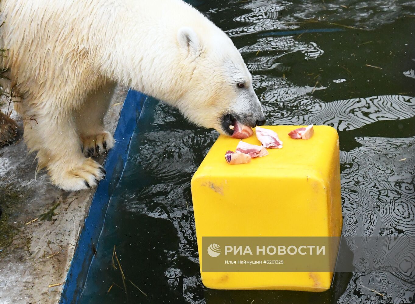 Медведи в зоопарке "Роев ручей"