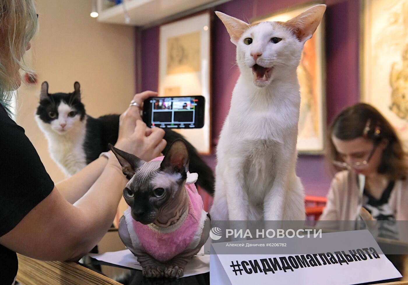 Онлайн-конференция "Котики против коронавируса"