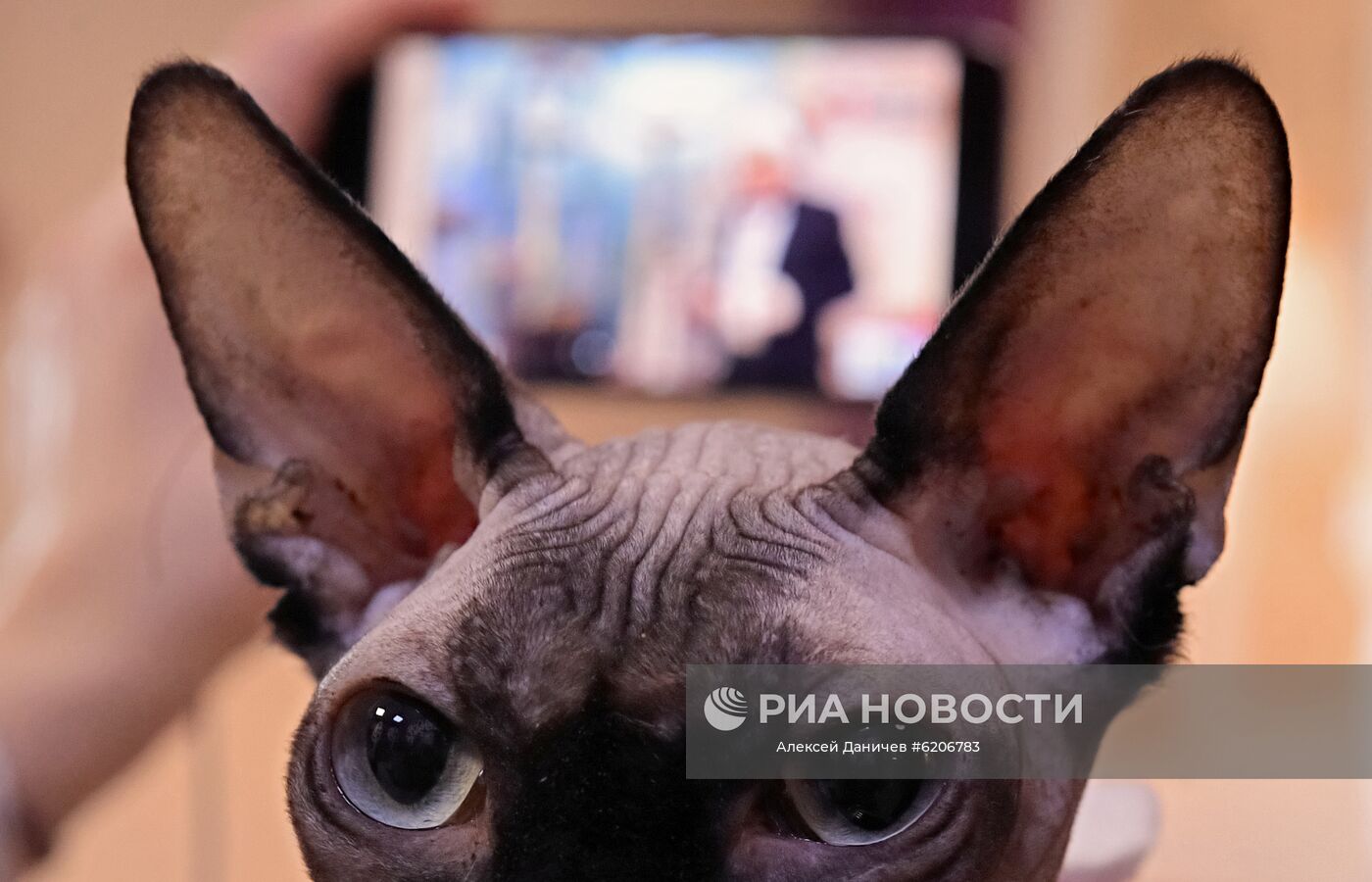 Онлайн-конференция "Котики против коронавируса"